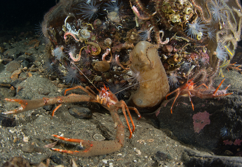 Scottish sea loch - Habitat Scenes