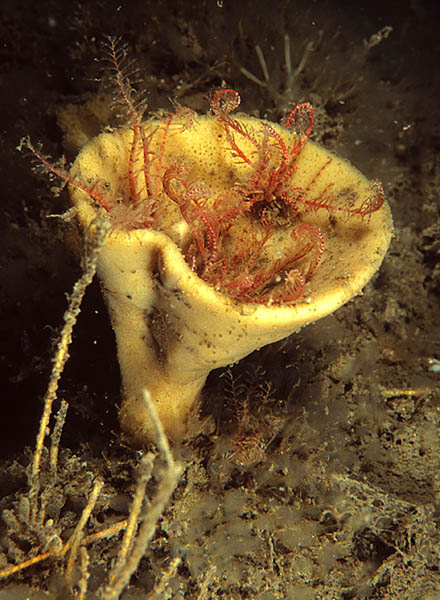 Axinella infundibuliformis - Sponges (Porifera)