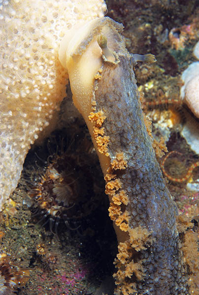 Tritonia hombergii feeding - Sea Slugs & Sea Hares (Nudibranchs etc)