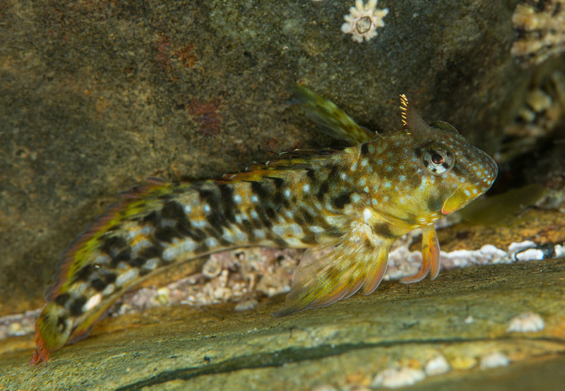 Coryphoblennius galerita - Fishes – bony and cartilagous (Pisces)