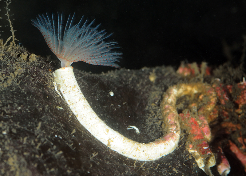 Protula tubularia - Worms (from various groups)