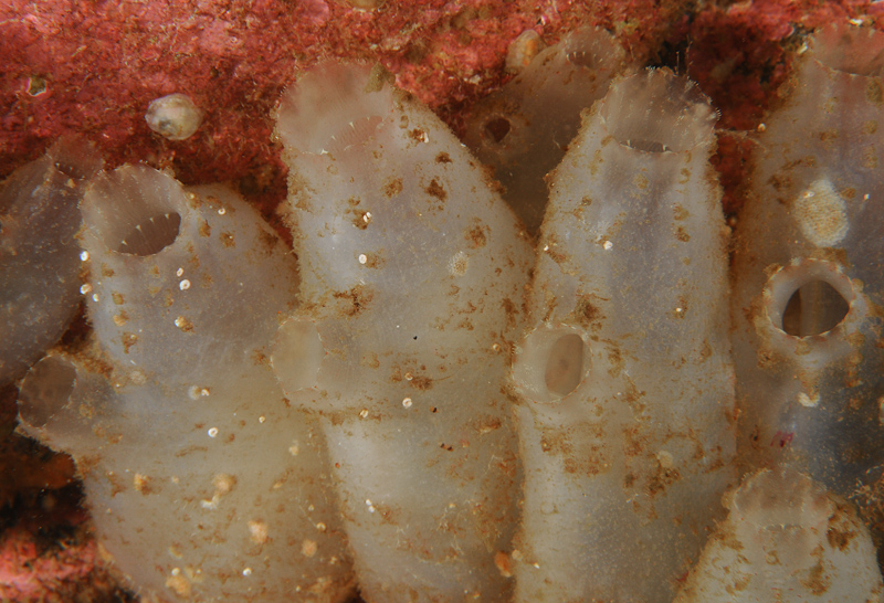 Ascidiella aspersa - Sea Squirts (Tunicata)