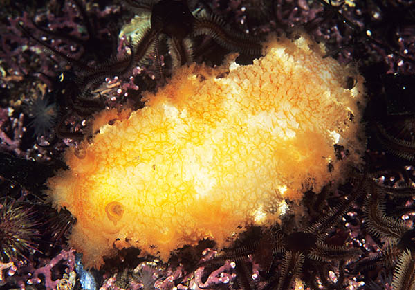 Tritonia hombergii - Sea Slugs & Sea Hares (Nudibranchs etc)