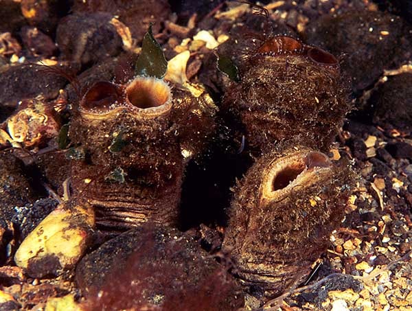 Mya arenaria group - Sea Snails, Bivalves & Lamp Shells (Mollusca etc)