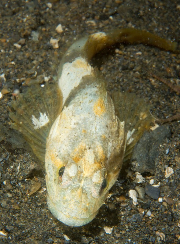 Myoxocephalus scorpius - Fishes – bony and cartilagous (Pisces)