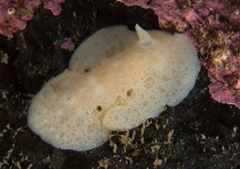 Jorunna tomentosa - Sea Slugs & Sea Hares (Nudibranchs etc)