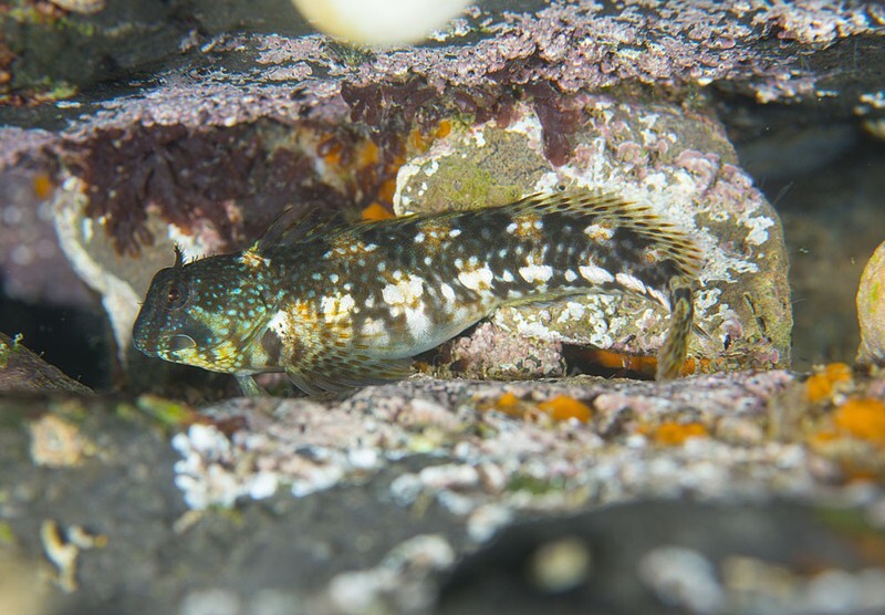 Coryphoblennius galerita - Fishes – bony and cartilagous (Pisces)