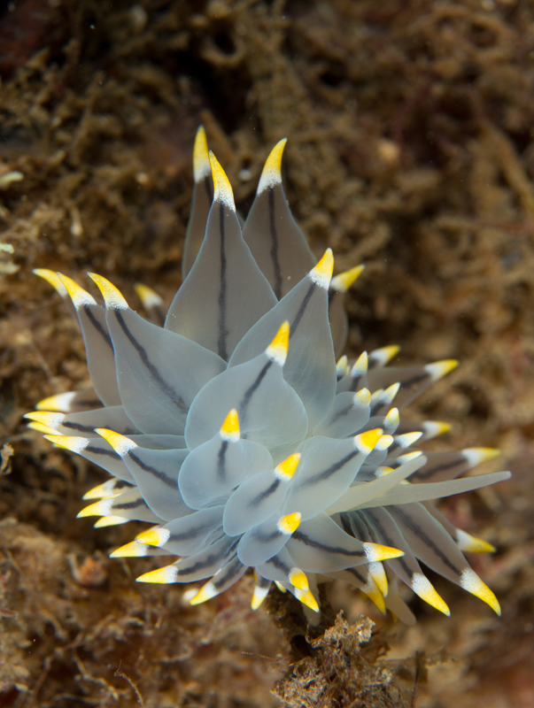Eubranchus tricolor - Sea Slugs & Sea Hares (Nudibranchs etc)