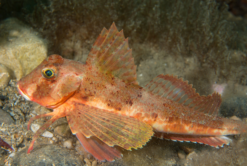 Chelidonichthys lastoviza - Fishes – bony and cartilagous (Pisces)