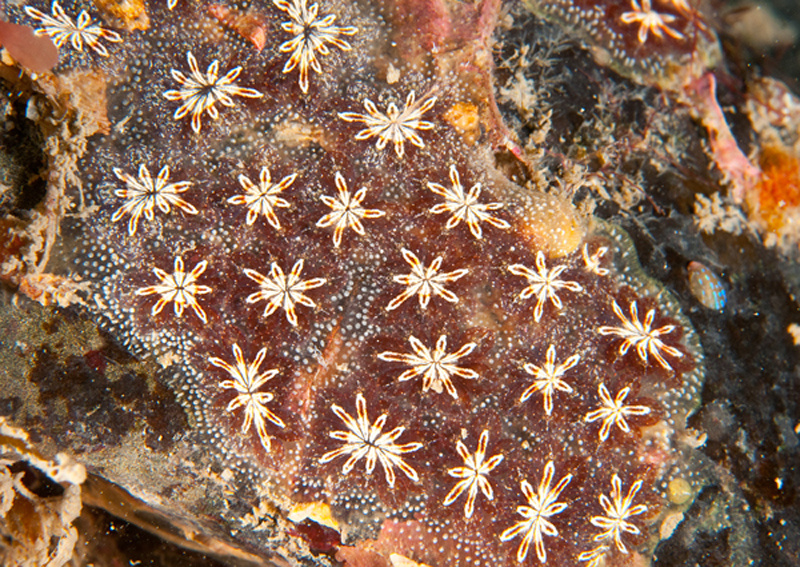 Botryllus schlosseri - Sea Squirts (Tunicata)