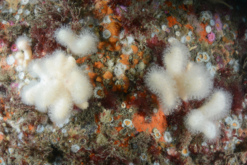 The Manacles Reef - Habitat Scenes
