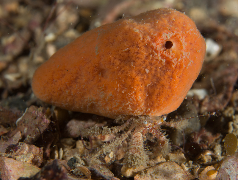 Pagurus cuanensis - Crabs, Lobsters, Shrimps & Prawns etc (Crustacea)