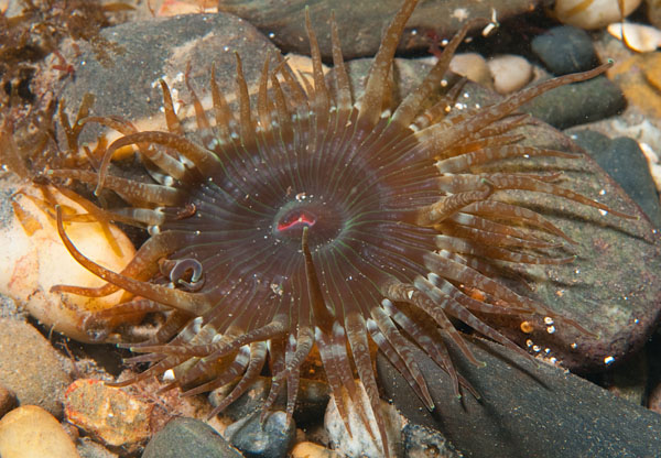 Anthopleura ballii - Anemones (Anthozoa)