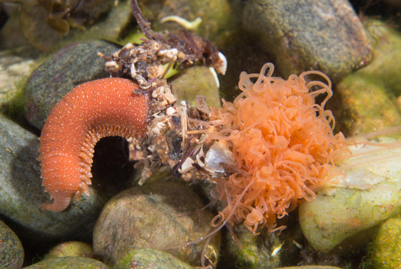Cirratulus cirratus - Worms (from various groups)