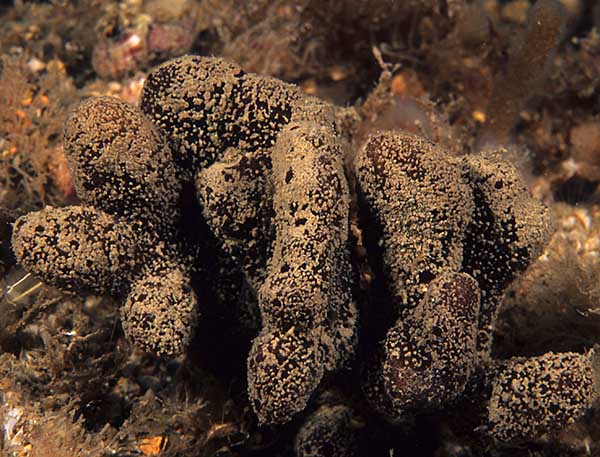 Raspailia ramosa - Sponges (Porifera)