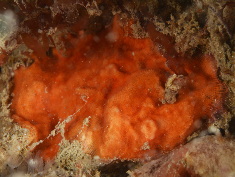 Escharoides coccinea - Sea Mats (Bryozoa)