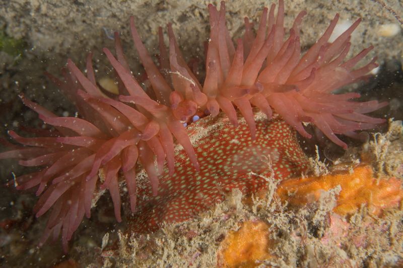 Actinia fragacea - Anemones (Anthozoa)