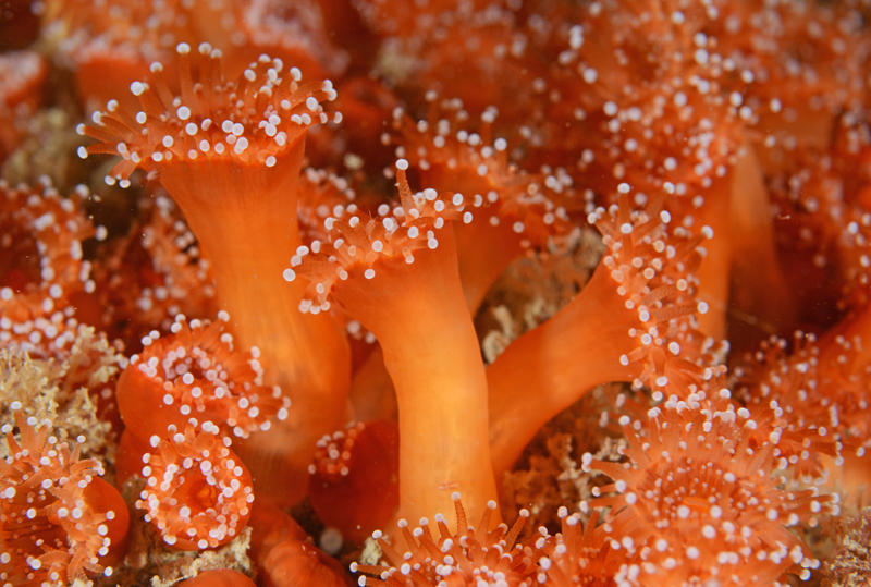 Corynactis viridis - Anemones (Anthozoa)