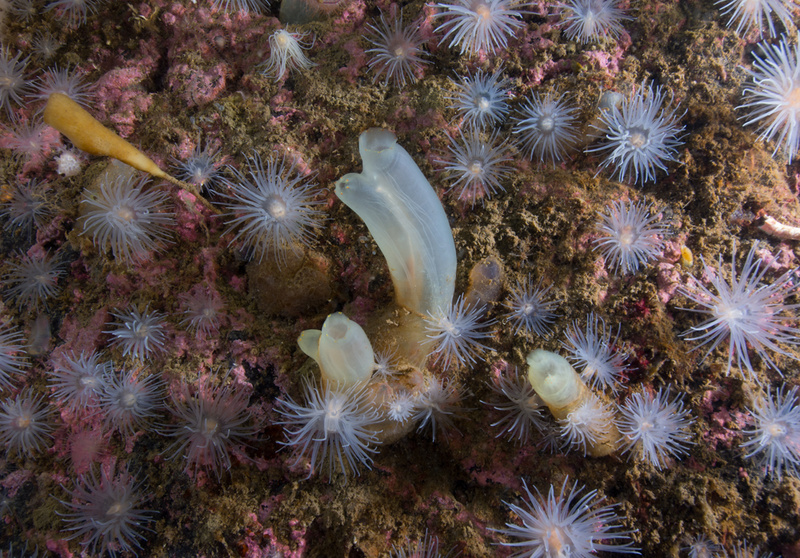 Scottish sea loch - Habitat Scenes