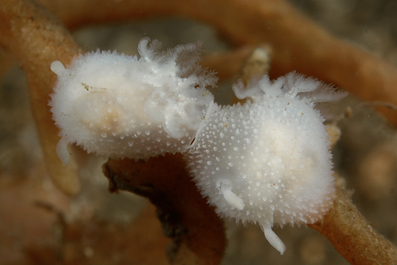 Acanthodoris pilosa - Sea Slugs & Sea Hares (Nudibranchs etc)