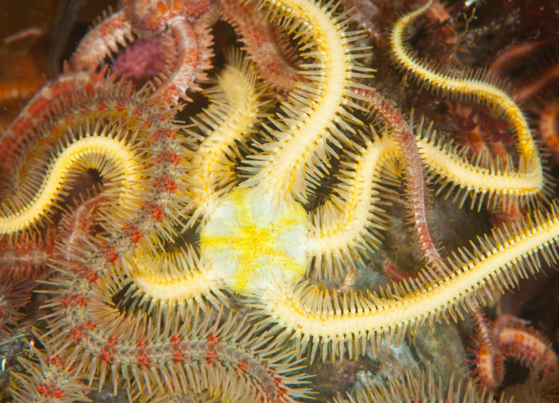 Ophiopholis aculeata - Starfish (Echinodermata)
