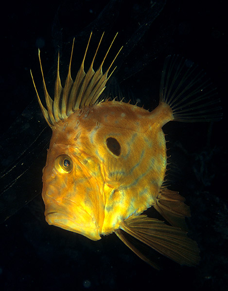 Zeus faber - Fishes – bony and cartilagous (Pisces)