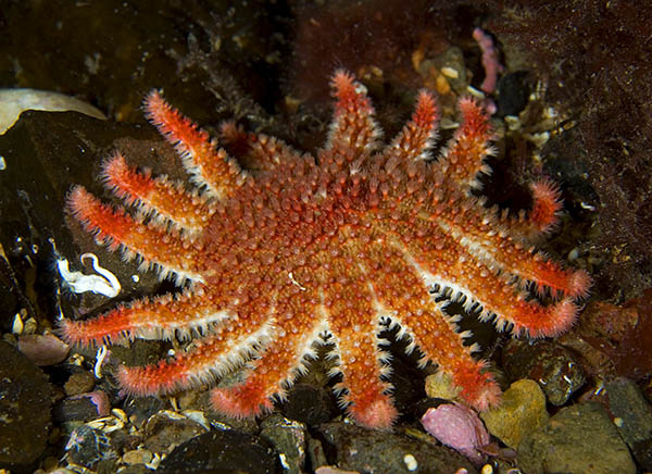 Crossaster papposus - Starfish (Echinodermata)