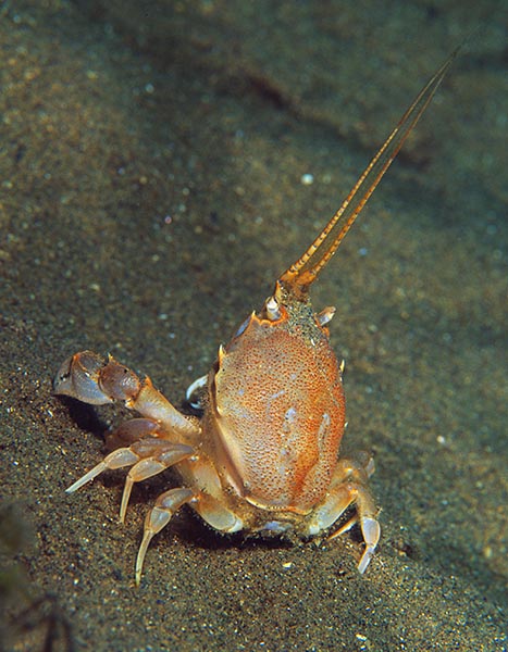Corystes cassivelaunus female - Crabs, Lobsters, Shrimps & Prawns etc (Crustacea)