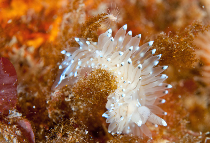 Antiopella cristata - Sea Slugs & Sea Hares (Nudibranchs etc)