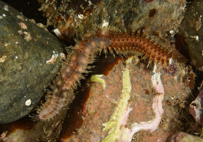 Polynoe scolopendrina - Worms (from various groups)