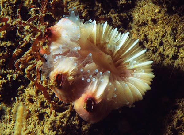 Megatrema anglicum - Crabs, Lobsters, Shrimps & Prawns etc (Crustacea)