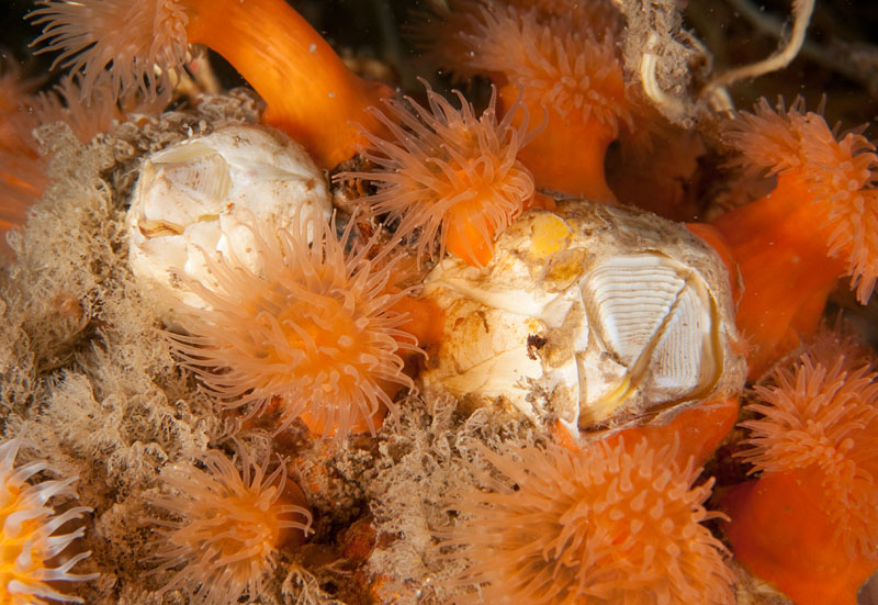 Barnacles amongst anemones - Habitat Scenes