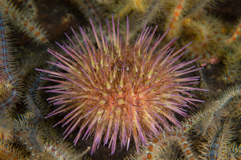 Psammechinus miliaris - Sea Urchins (Echinodermata)