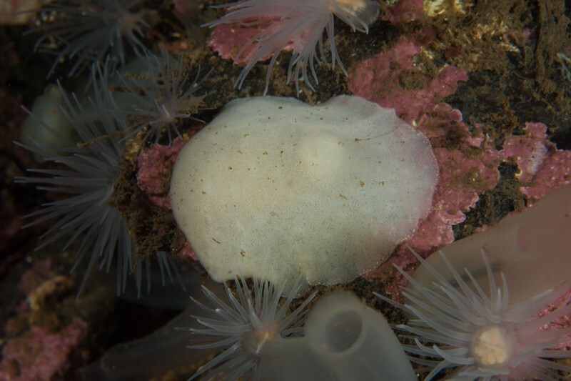 Jorunna tomentosa - Sea Slugs & Sea Hares (Nudibranchs etc)