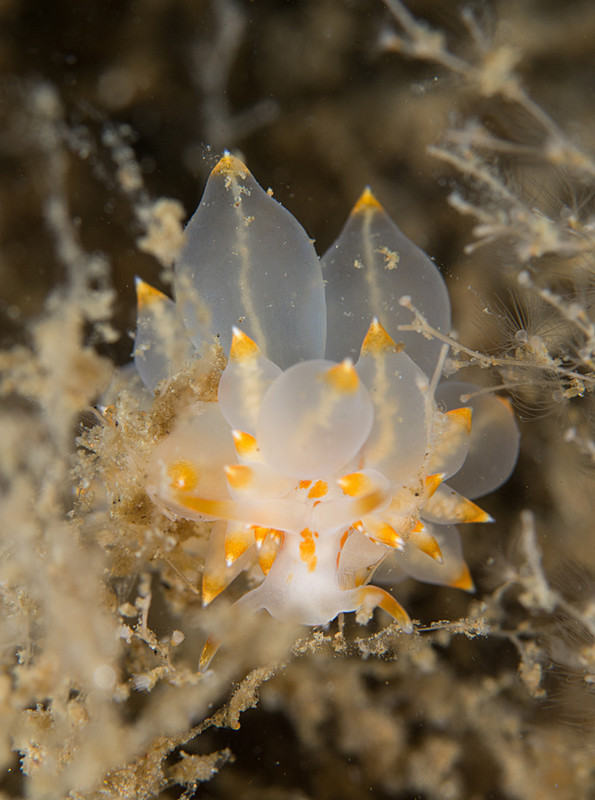 Amphorina andra - Sea Slugs & Sea Hares (Nudibranchs etc)