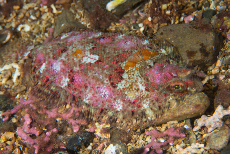 Phrynorhombus norvegicus - Fishes – bony and cartilagous (Pisces)