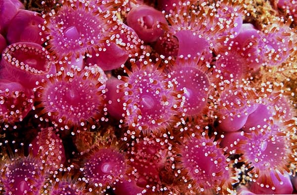 Corynactis viridis - Anemones (Anthozoa)