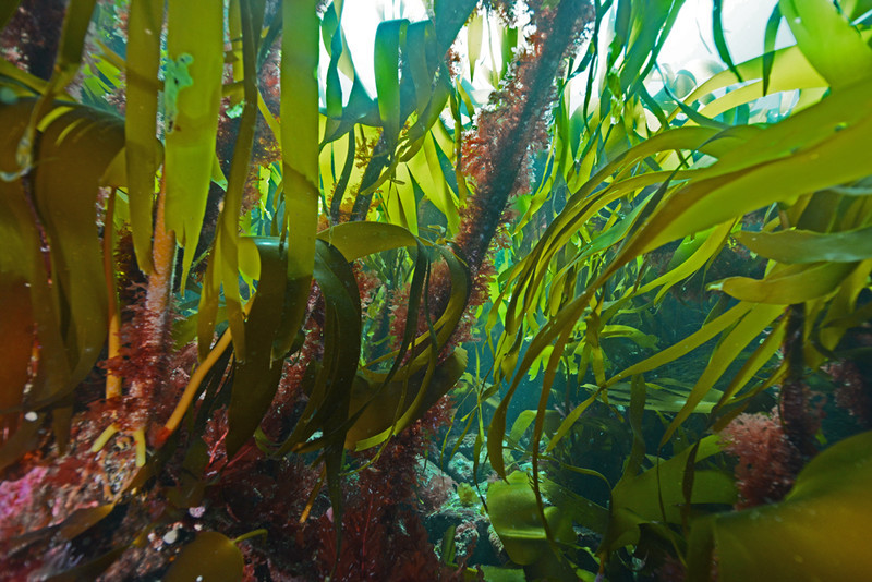 Kelp fasts - Habitat Scenes