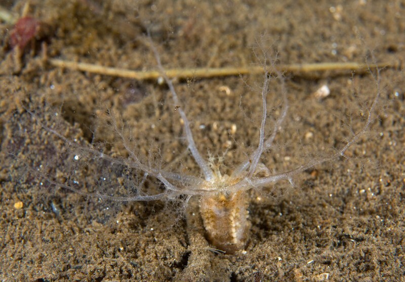 Leptopentacta elongata - Sea Cucumbers (Echinodermata)