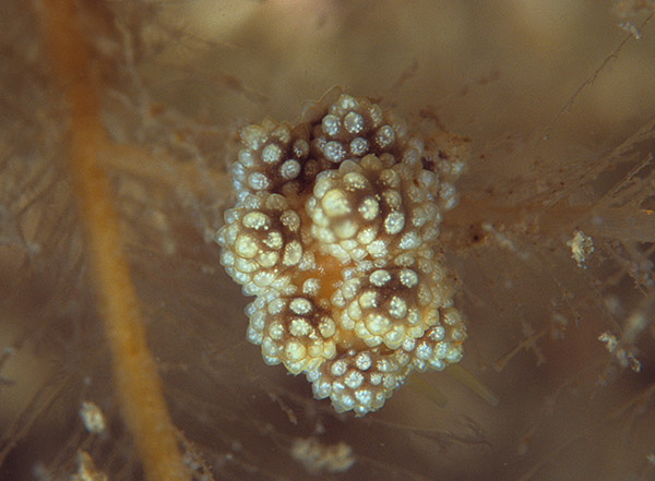 Doto fragilis - Sea Slugs & Sea Hares (Nudibranchs etc)