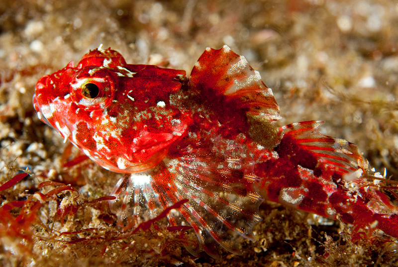 Taurulus bubalis - Fishes – bony and cartilagous (Pisces)