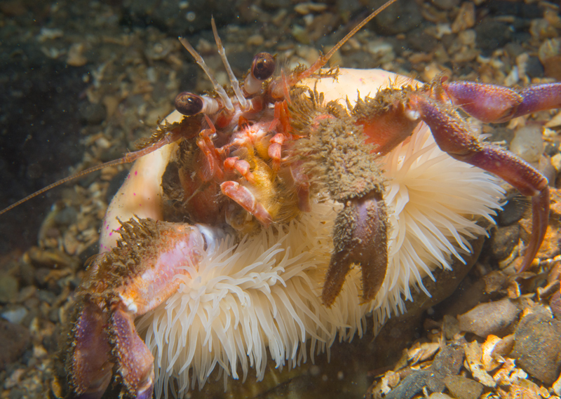 Adamsia palliata - Anemones (Anthozoa)