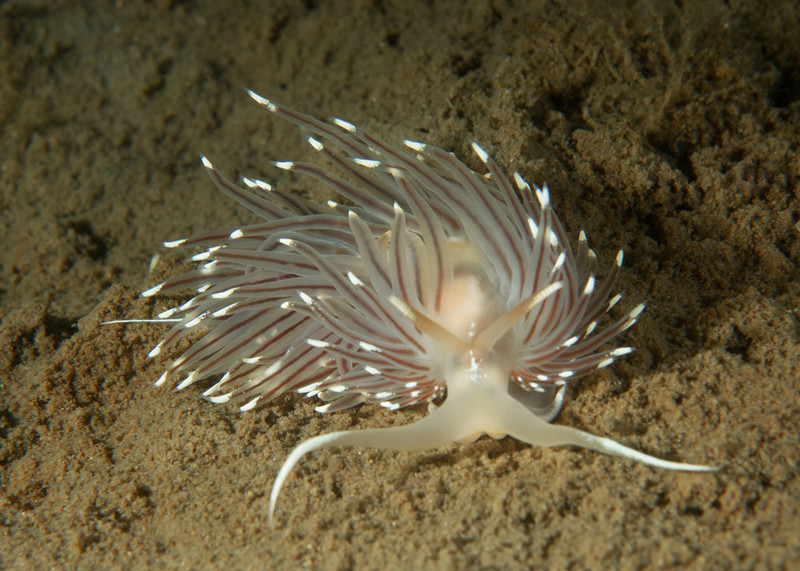 Facelina bostoniensis - Sea Slugs & Sea Hares (Nudibranchs etc)