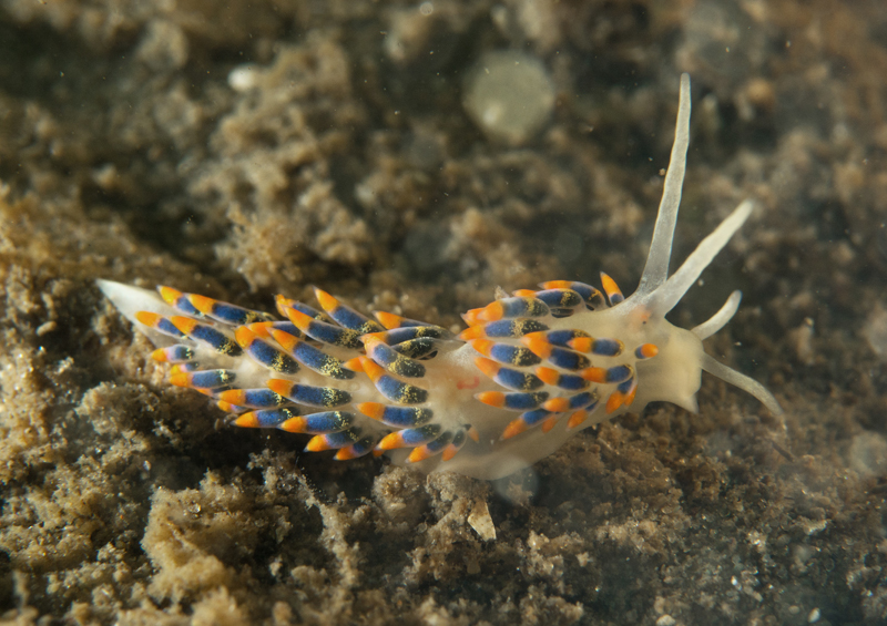 Trinchesia cuanensis - Sea Slugs & Sea Hares (Nudibranchs etc)