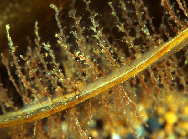Obelia geniculata - Sea Firs (Hydrozoa)