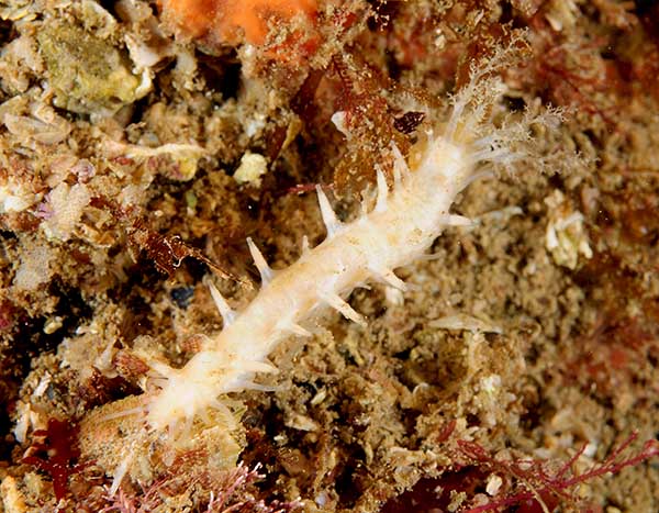 Ocnus lacteus - Sea Cucumbers (Echinodermata)