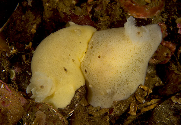 Jorunna tomentosa (mating pair) - Sea Slugs & Sea Hares (Nudibranchs etc)