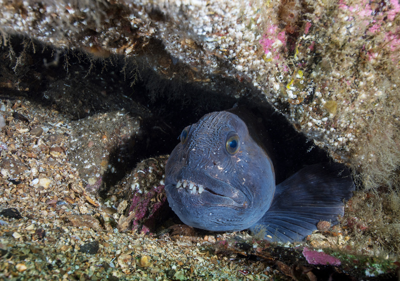 Anarhichas lupus - Fishes – bony and cartilagous (Pisces)