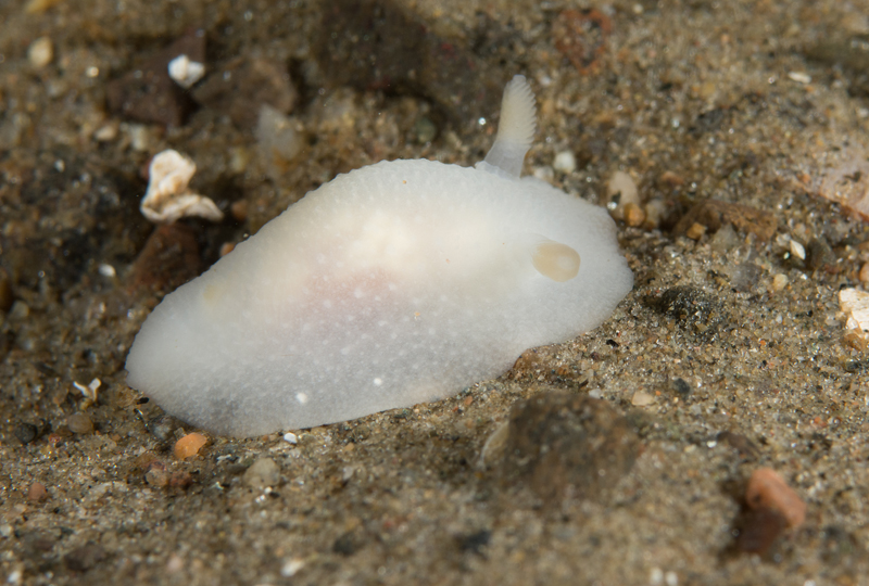 Cadlina laevis - Sea Slugs & Sea Hares (Nudibranchs etc)