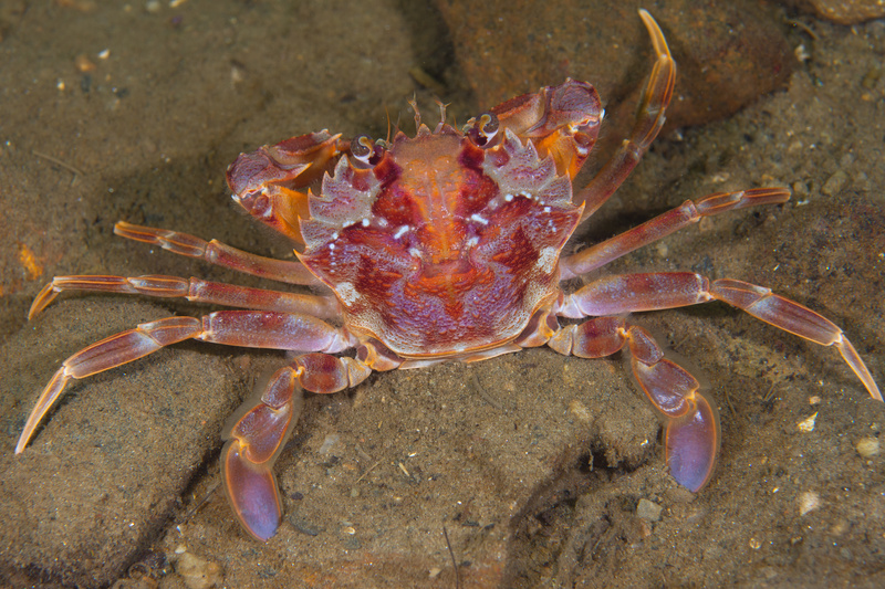 Liocarcinus depurator - Crabs, Lobsters, Shrimps & Prawns etc (Crustacea)